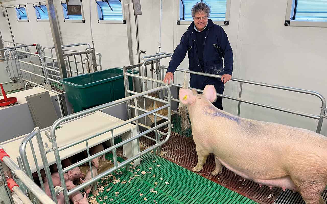 Man with sows in pen