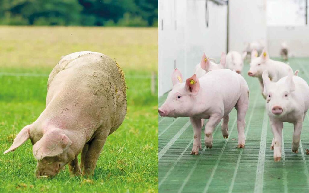 Indoor and outdoor pigs