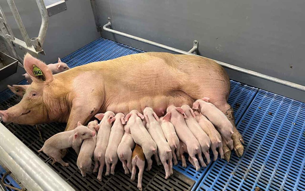 Piglets and sow