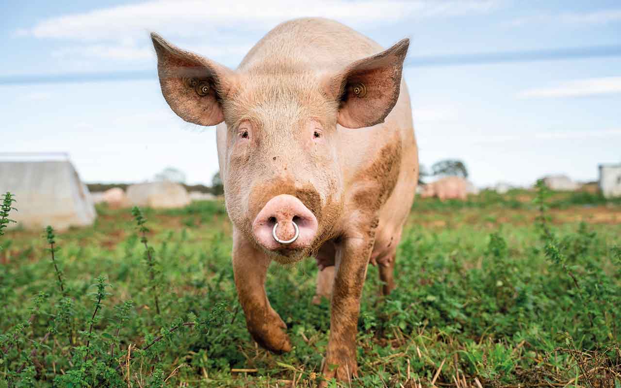 Sofina set to close pig breeding units, as market pressures hit - Pig World