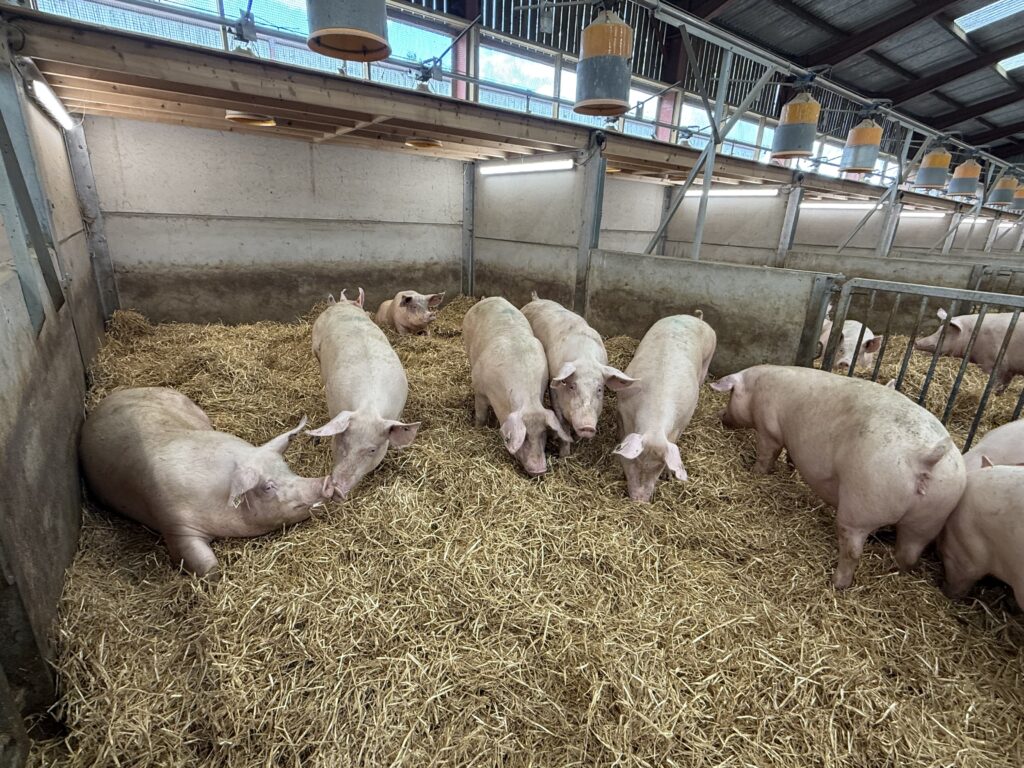 Tesco expands Sustainable Pig Group, as British pig volumes rise