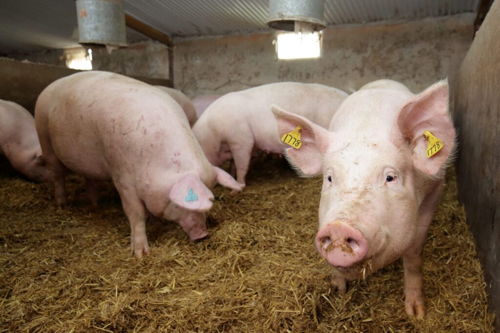 Sofina restates commitment to NI pig sector, after Ulster Farmers Union calls for clarity