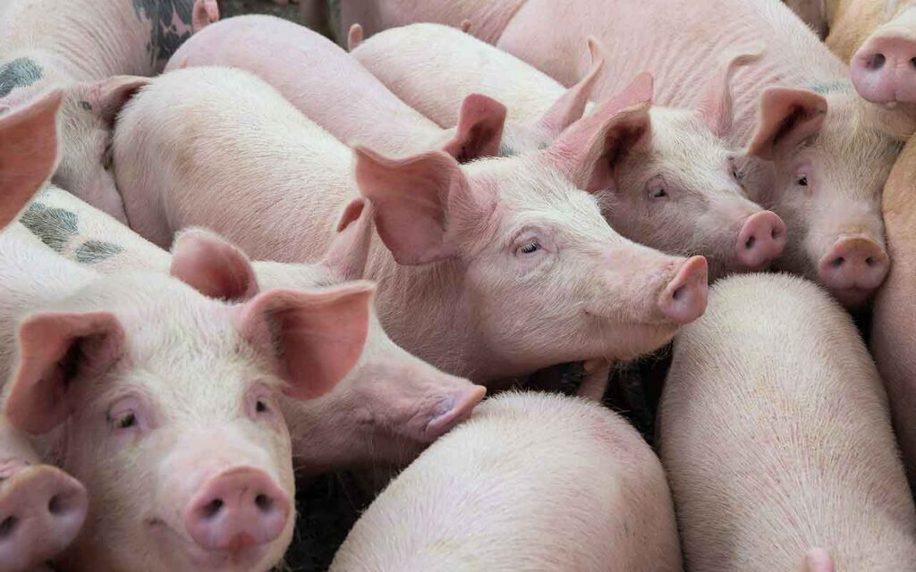 pigs