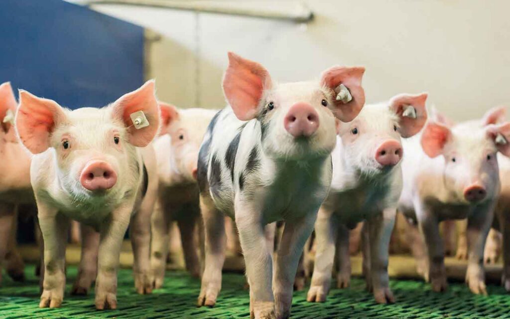 Piglets
