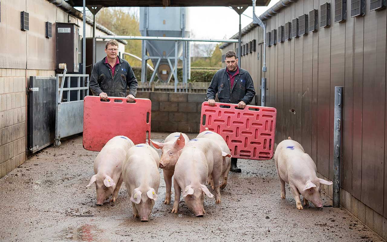 Two workers moving pigs with boards