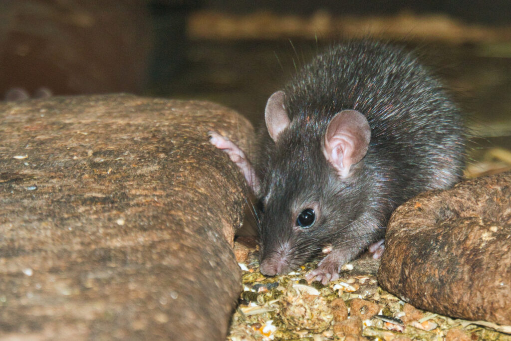 Pig farmers encouraged to take part in mental health and rodenticide surveys