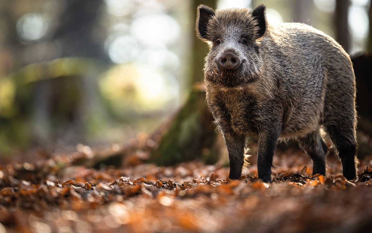 Wild boar in woods