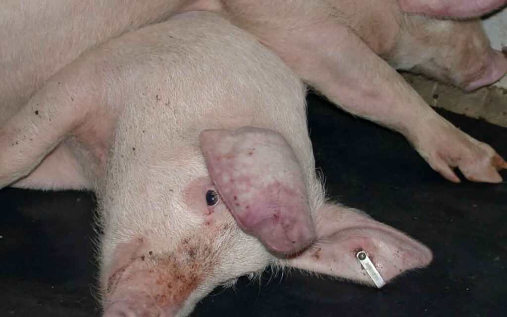 ASF risk remains high – but it can be kept off UK farms pig with ASF