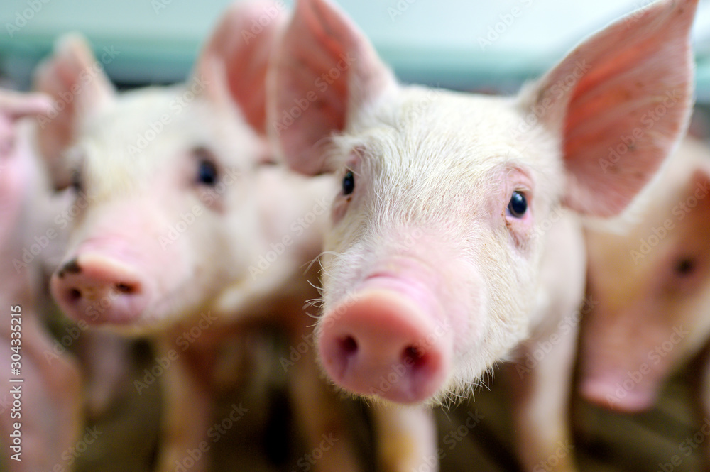 NPA PIG seeks way forward amid ‘nightmare’ market turmoil