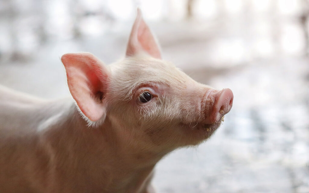 Pigmeat production forecast to rise in 2026 Piglet