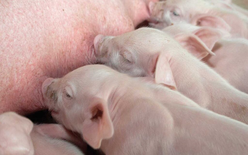 30 years of progress: How we are producing more pork from less than half the sows Sow and piglets