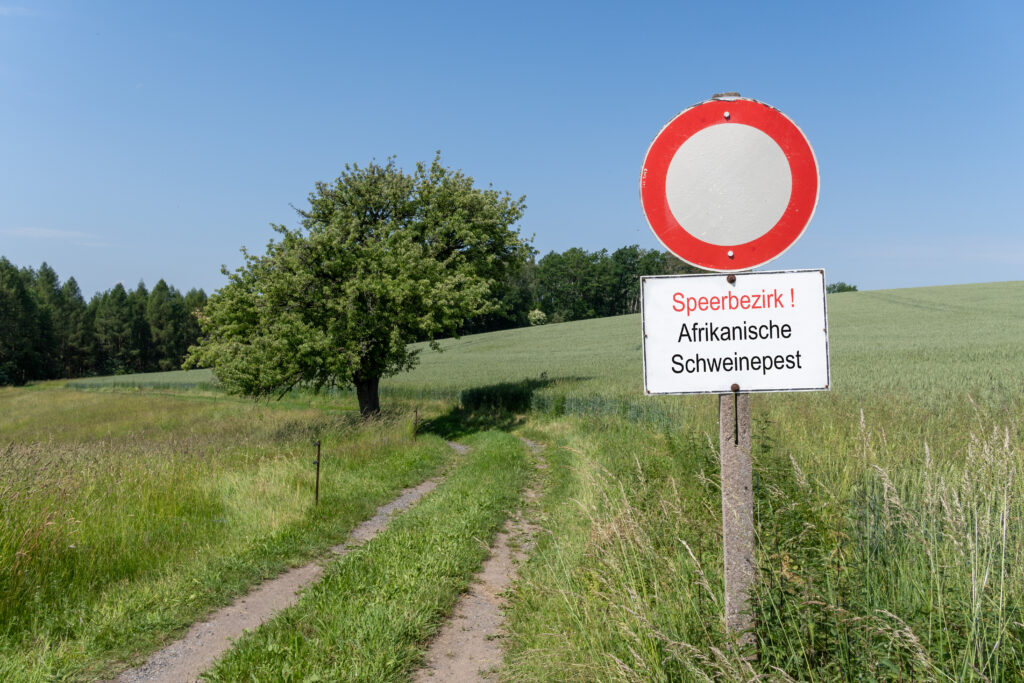 German ASF cases in decline, but new outbreak hits Brandenberg