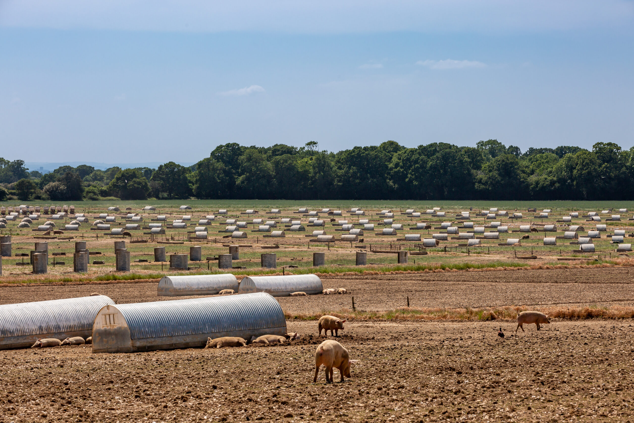 Environment Agency trials remote sensing inspections on outdoor pig units - Pig World