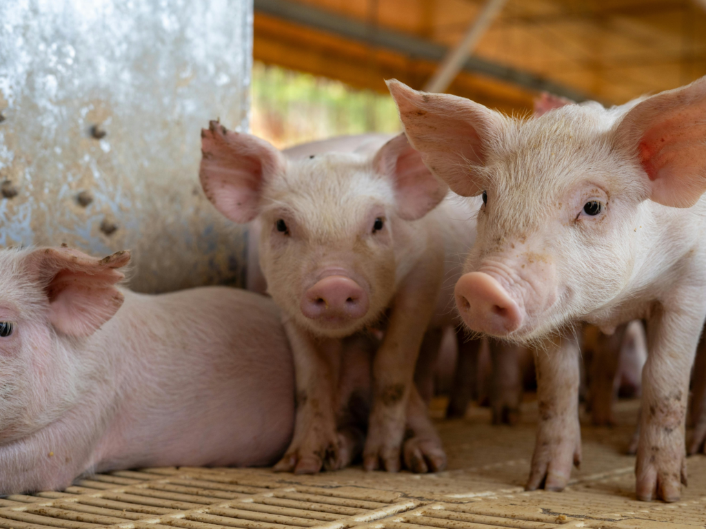 Warm weather fly risk in pig units highlighted