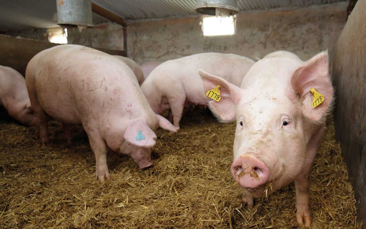Northern Ireland pig sector thrown into turmoil by contract cuts - Pig World