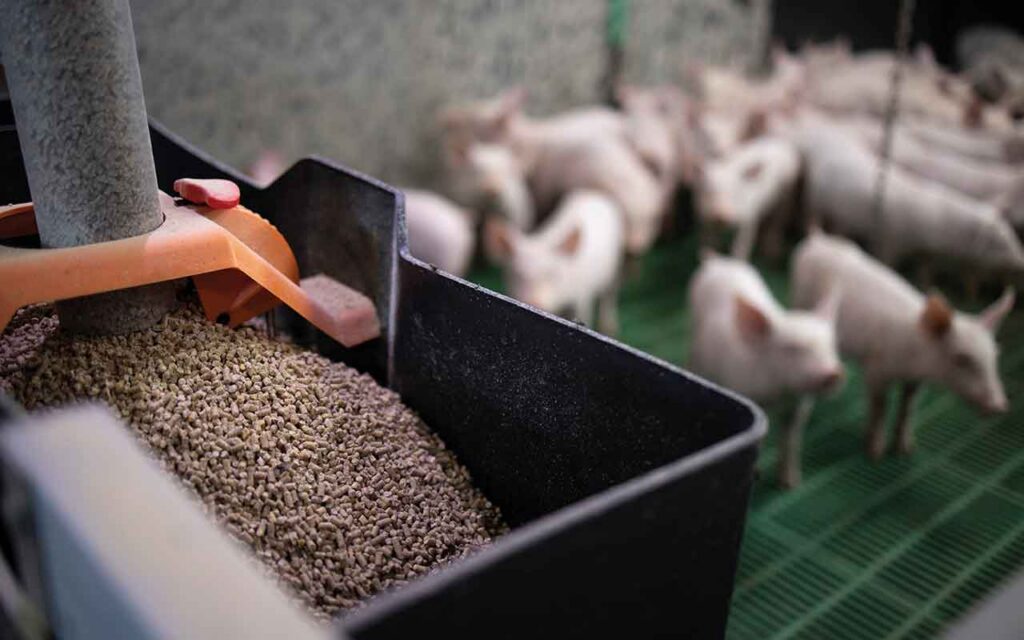 Time to change the narrative on sustainability Pig feed