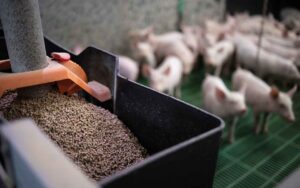 Pig feed