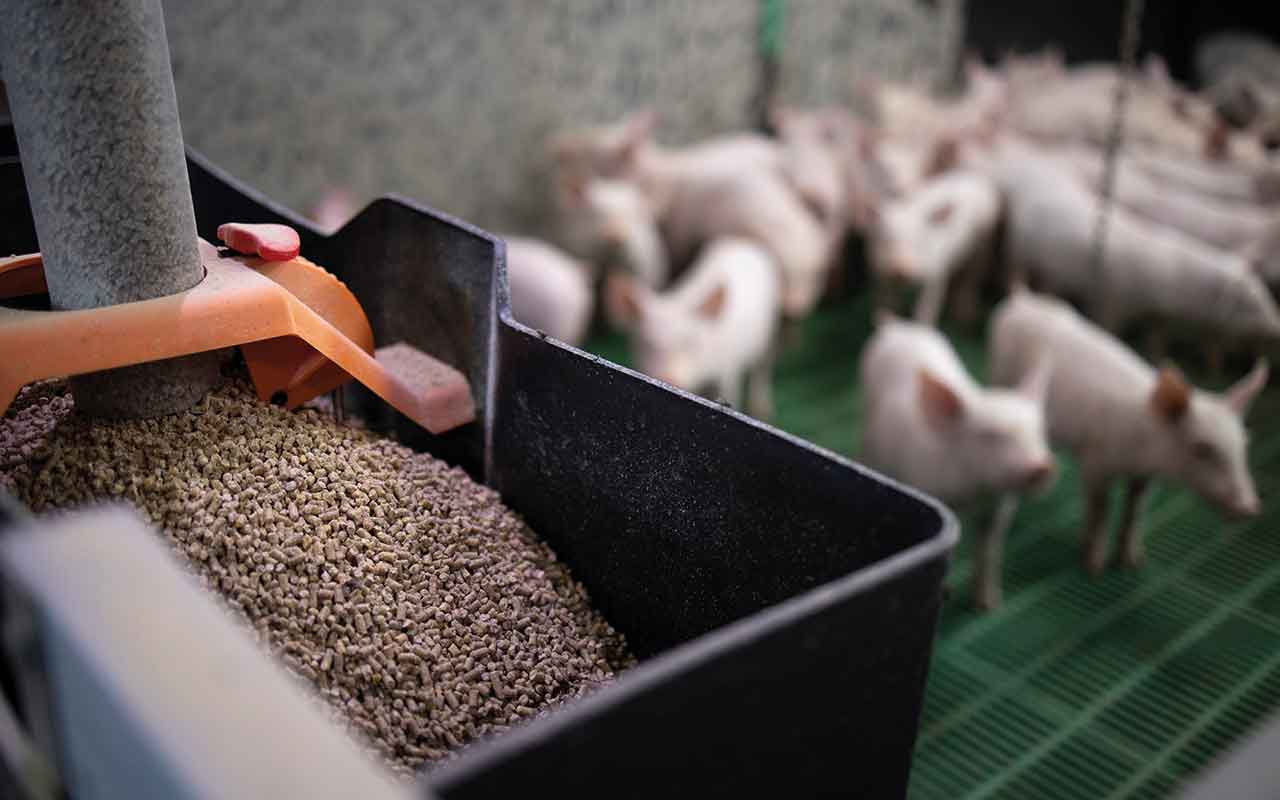 Time to change the narrative on sustainability - Pig World