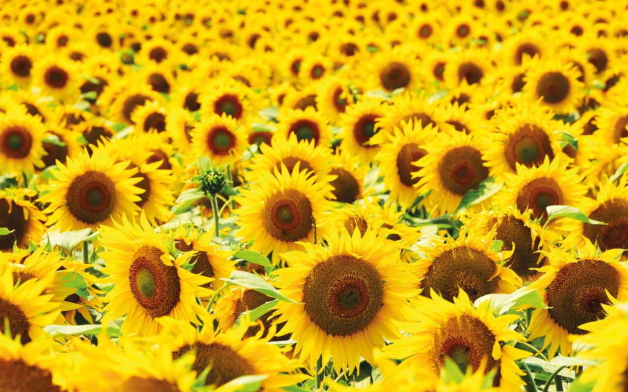 Sunflower crop
