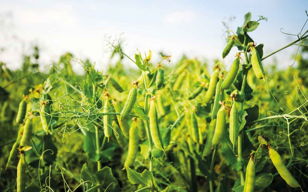 The search for alternative proteins – and who pays? Beans