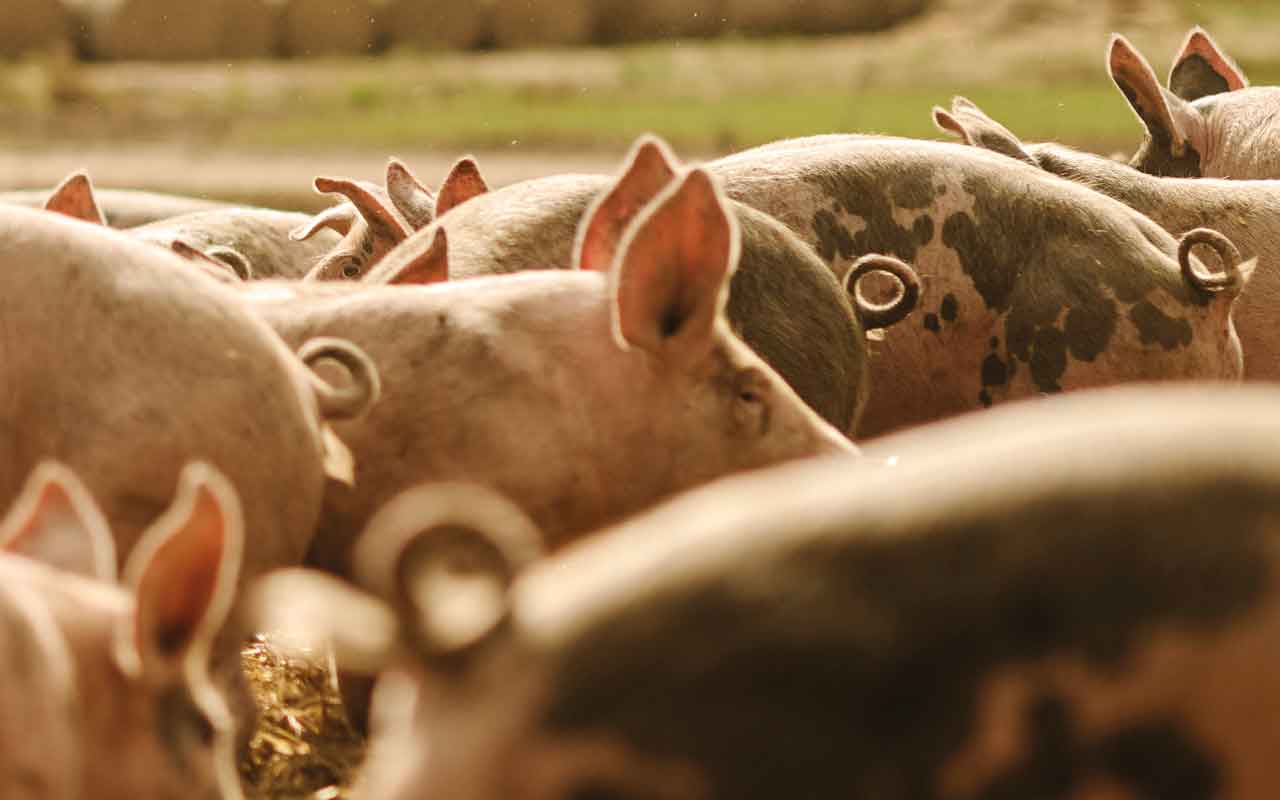 Pigs on straw