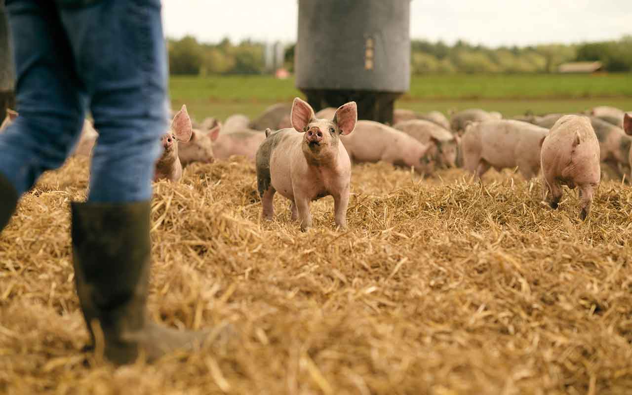 Pigs on straw