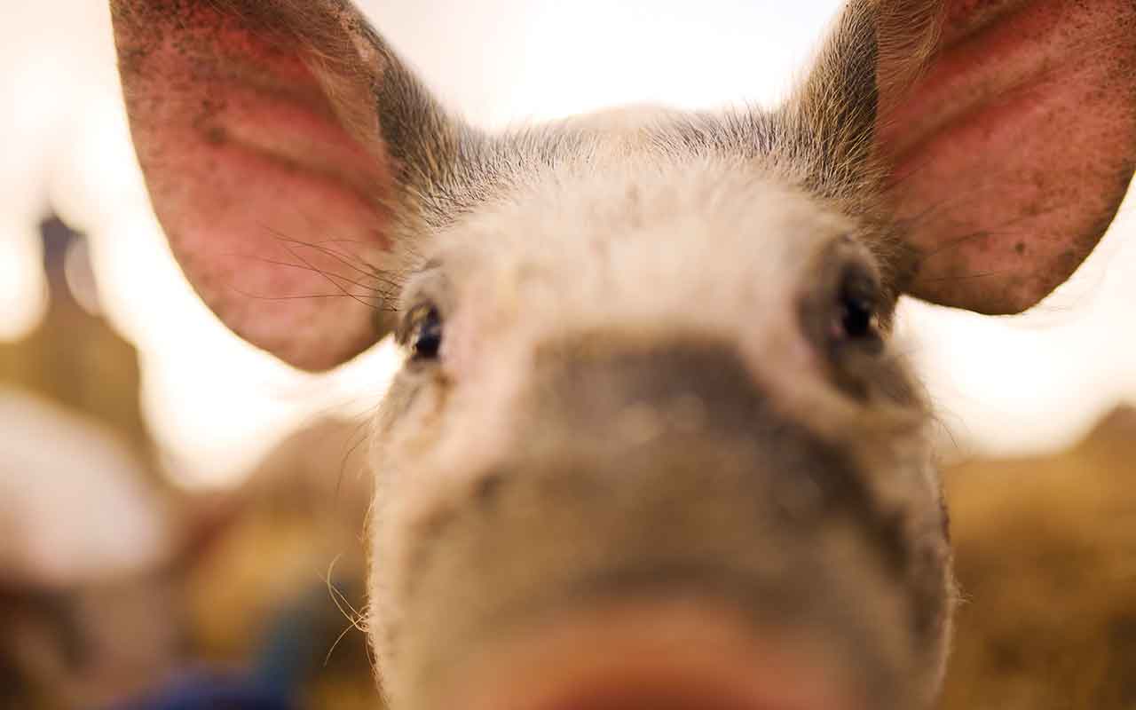 Pig