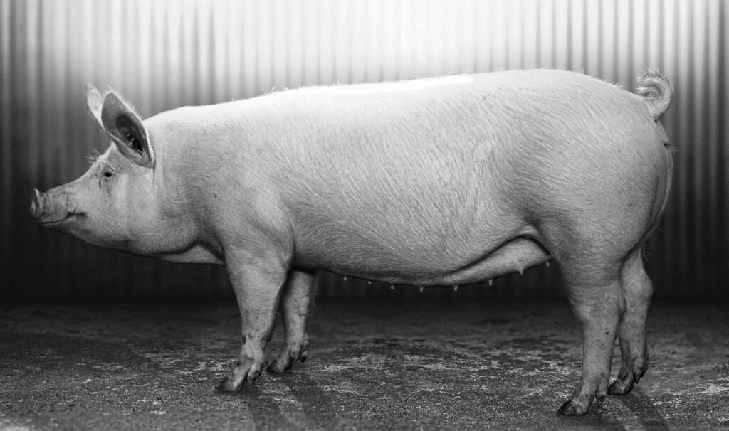 JSR Genetics reflects on 10 years of progress