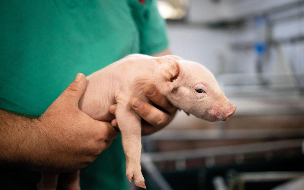 Vet View: Finding a balance between animal and human health Vet holding piglet