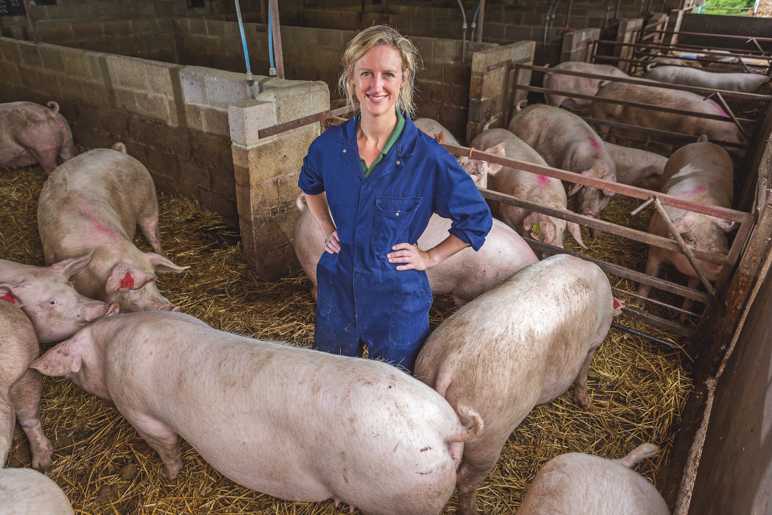 ‘I just got to the point where I thought: Why am I doing this?’ - Pig World