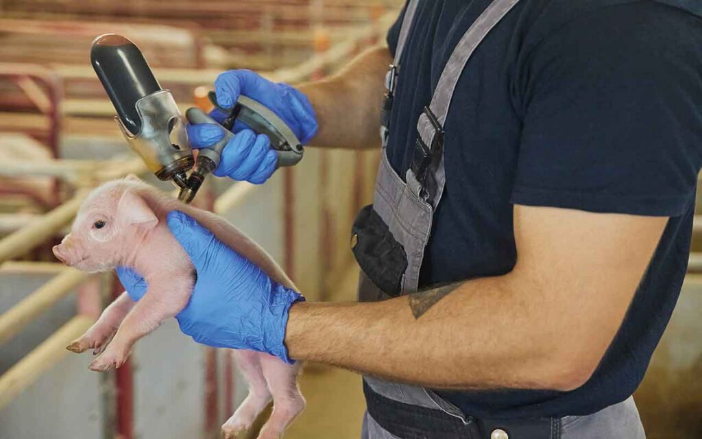 Vet Viewpoint: Keep your pig vaccination kit clean Piglet being vaccinated