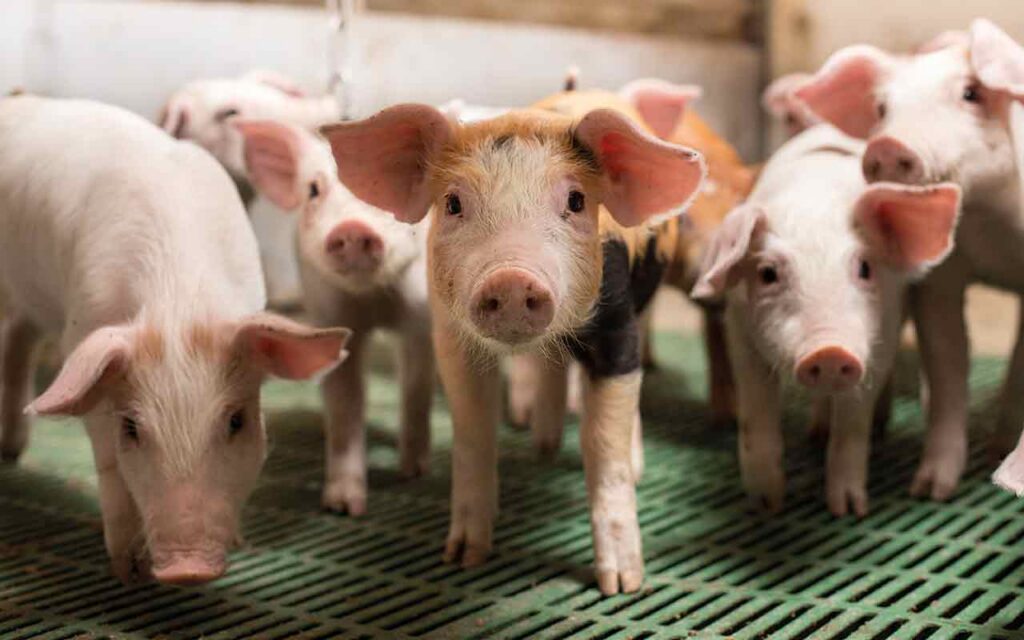 NPA survey shows scale of pork market disruption ahead Piglets
