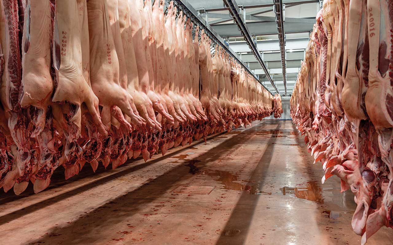 Hanging pork carcasses