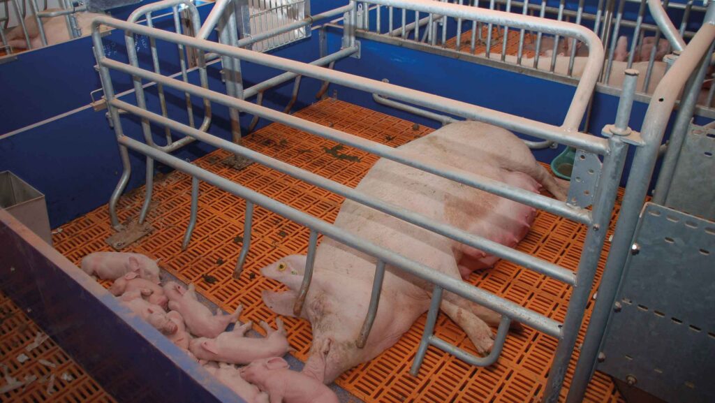 Red Tractor to consult on flexible farrowing standards Free-farrowing pen