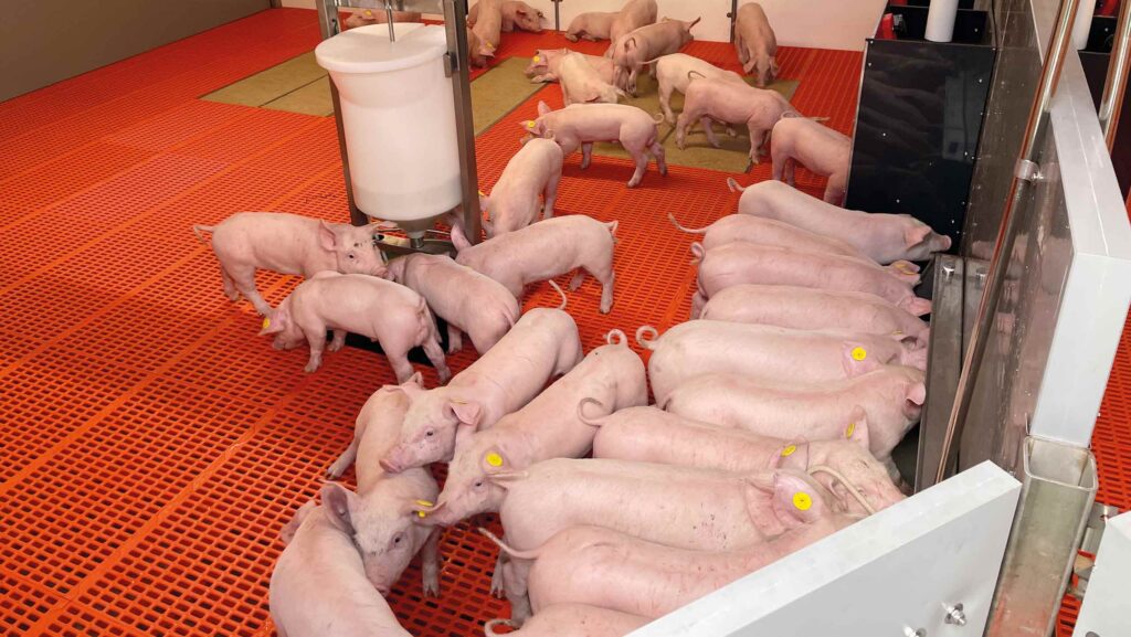 Pigs in barn