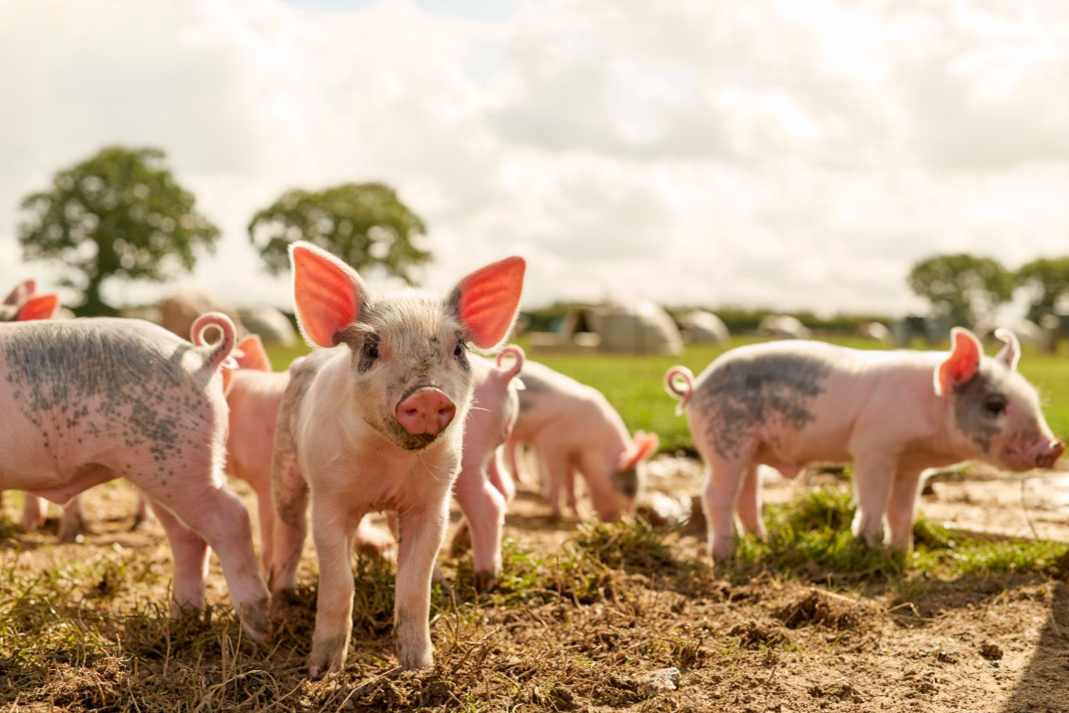 Pilgrim's Europe grows revenue and profits - Pig World