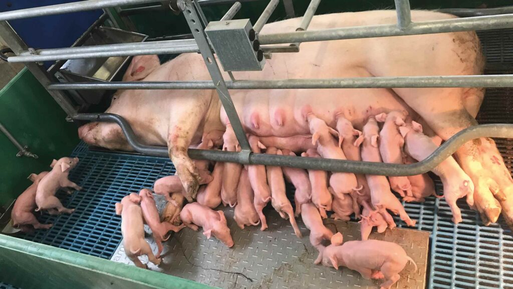 A productive sow in one of Harper’s conventional crates