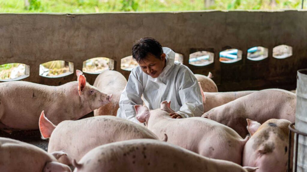University of Sheffield leads research to tackle global threat of African swine fever