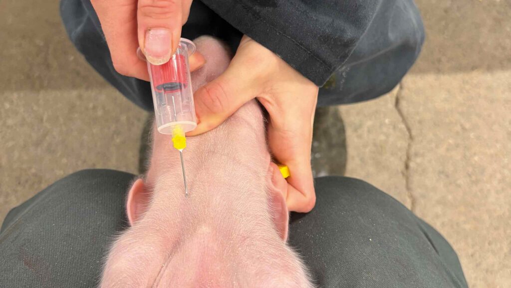 Blood sampling a piglet on day two for colostrum intake testing