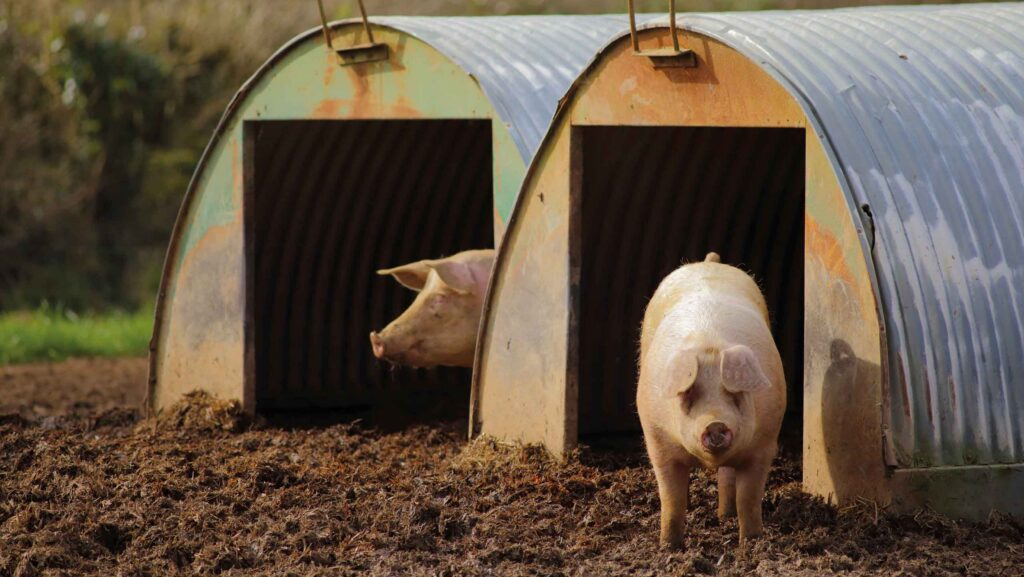 Pig outside with pig arc