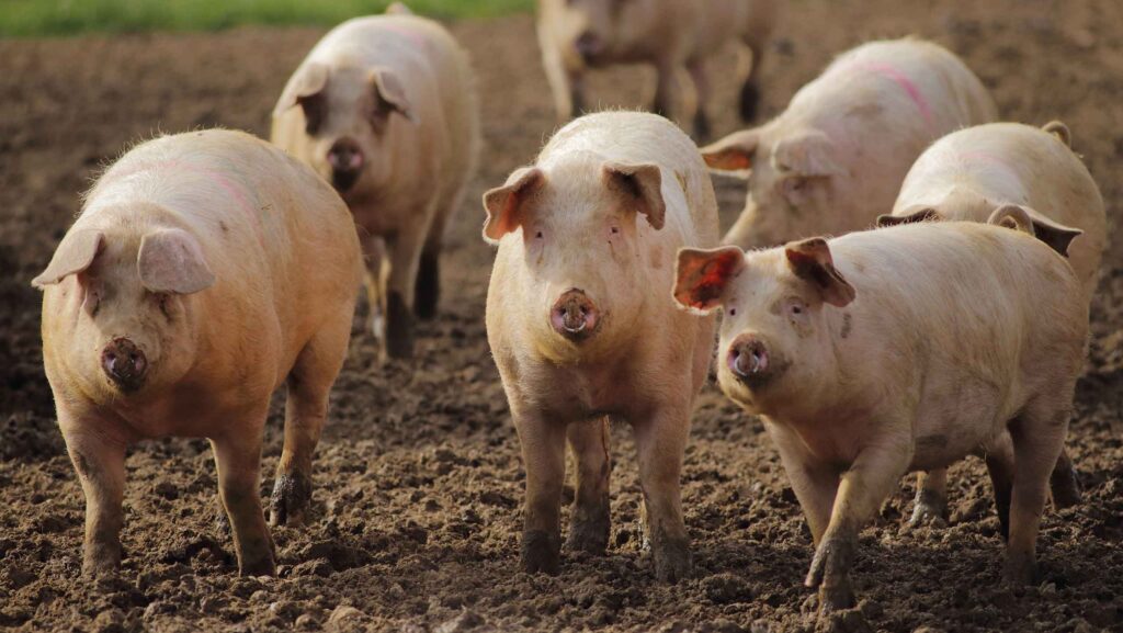 Outdoor pigs