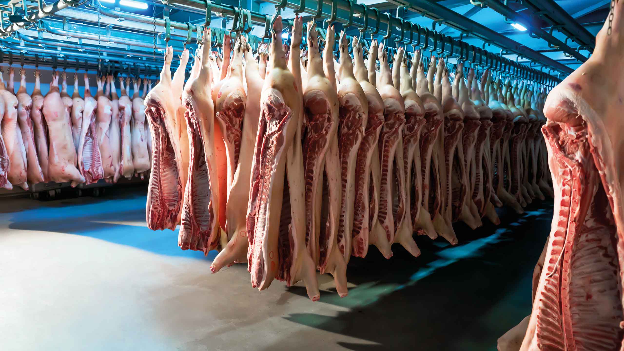 Pig carcasses