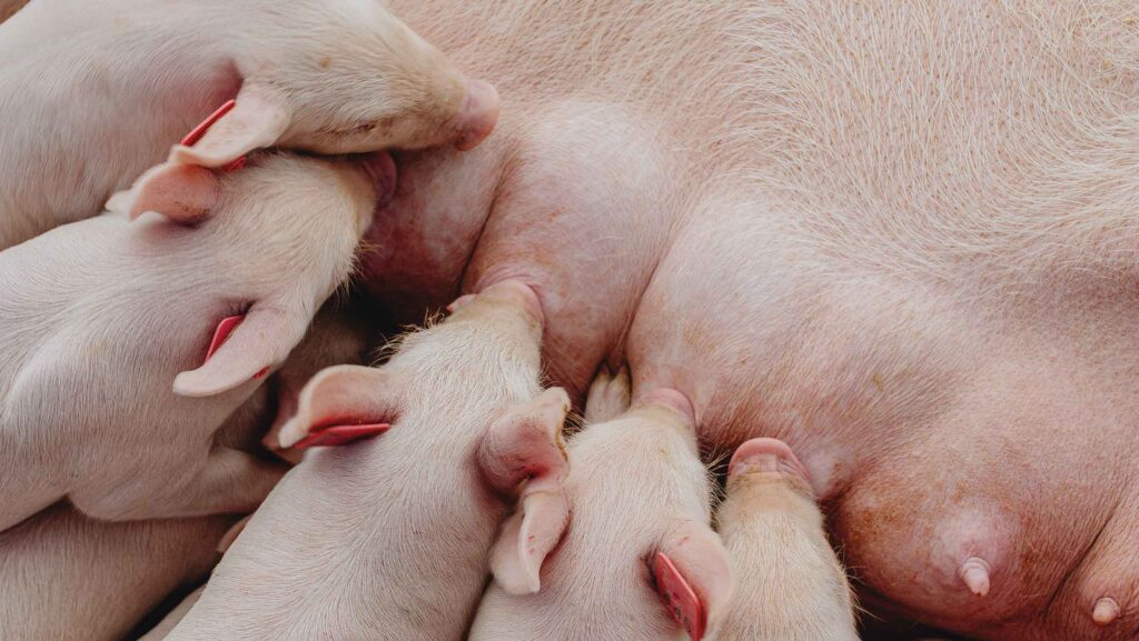 Piglets